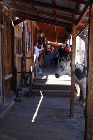 burro on sidewalk